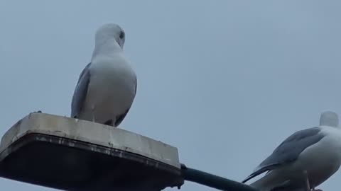 Two Seagulls On A Street Light In Great Britain