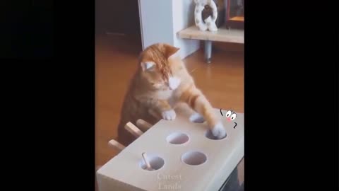 Funny dogs and cats vs toys