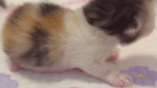 Day 7 of Birth | It's hard to resist 😍 this voice, it's too cute #kitten #minuet #cutecat
