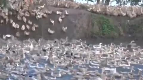 Biggest duck farm