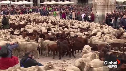 Sheep take over Madrid's streets as they head for winter pastures