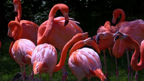 Beautiful flamingos squabble in the sunshine