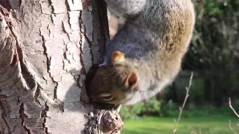 squirrel #shorts