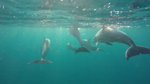 Could these be the Worlds happiest dolphins