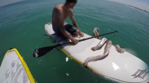 Giant Squid Attacks Surfboard!