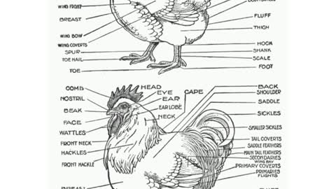 Types and classifications of farm animals, - (poultry)