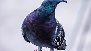 How The Homing Pigeon Is Incredibility Smart!