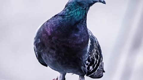 How The Homing Pigeon Is Incredibility Smart!