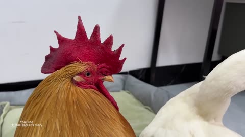 Ducks and roosters compete for custody of kittens!Mother cat's reaction is so funny and cute.