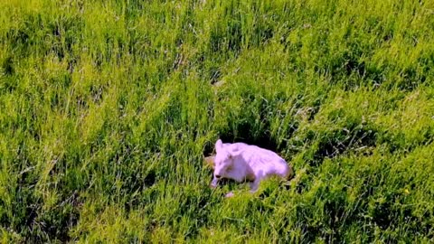 Concerned farmer uses drone to check on sick calf