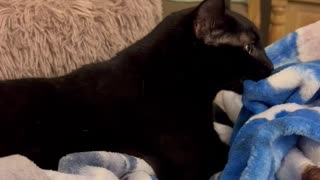 Adopting a Shelter Cat Vlog -Precious Piper Holds Blanket in Her Mouth and Kneads #shorts