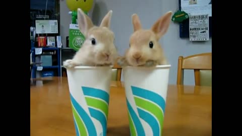 cute twin bunnies, so small and adorable