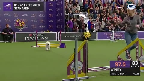 Watch the best WKC Dog Show moments to celebrate National Puppy Day!!!