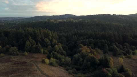 trees on drone cam