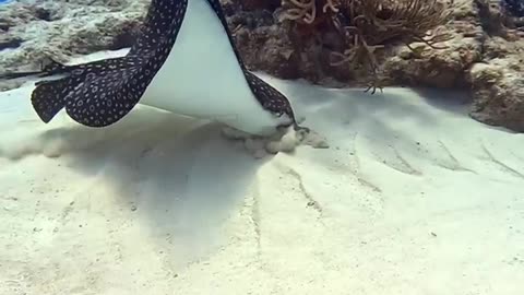 Beautiful eagle ray looking for some food