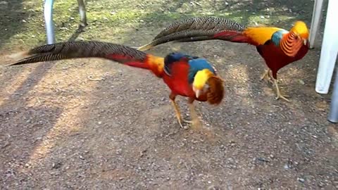 Two Golden Pheasants in a dance-off at the Canberra
