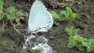 139 Toussaint Wildlife - Oak Harbor Ohio - Don't Overlook The Beauty In The Small Things