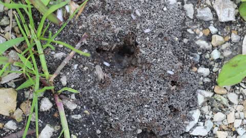 AN ANT COLONY