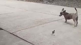 Little Bird Plays with Pup