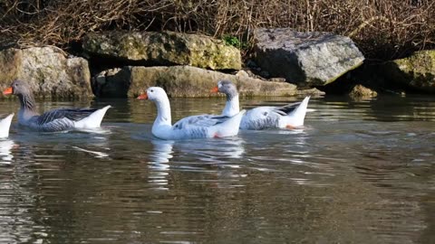 ducks in river