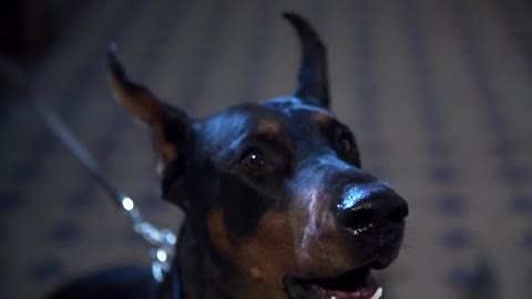 Doberman horror power dog animals