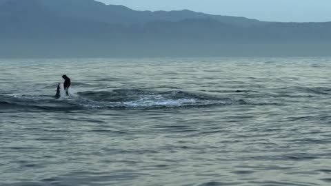 A whale eating a seal in the middle of the ocean