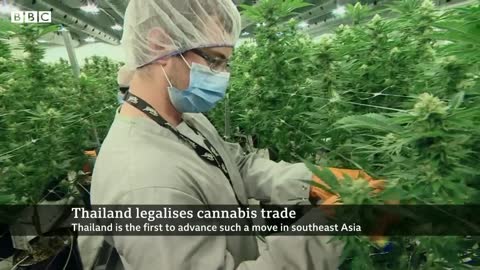 Thailand legalises cannabis growing and trade - BBC News