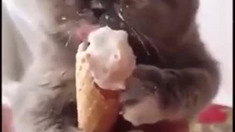 Cat and ice cream