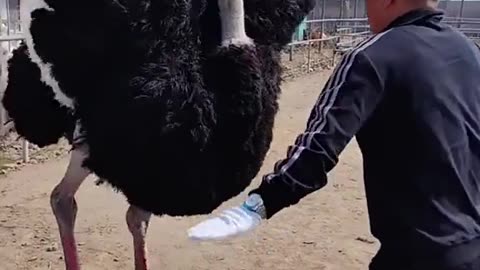 Ostrich can't help but dance 😂🕺