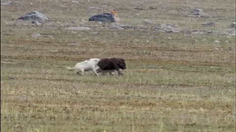 Arctic wolf ambushes muskoxen