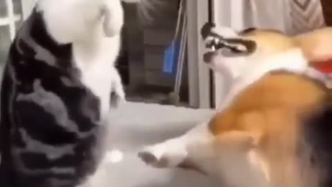 Cat and dog real fighting see