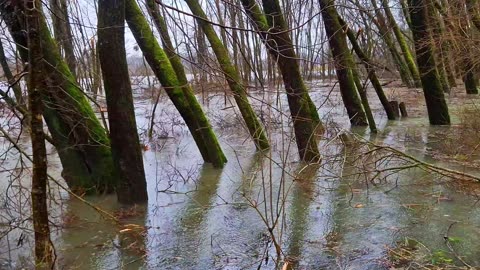 Forest under water / a forest in flood.