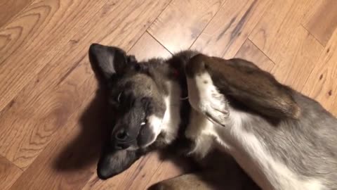 Stubborn dog fakes coma to avoid bathroom duties in the rain