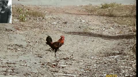 The cock fight