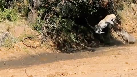 Wild Animals 4k Video Collection Top Attack Fight @8K VIDEOS.mp4