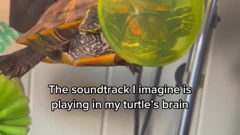 The soundtrack I imagine is playing in my turtle's brain