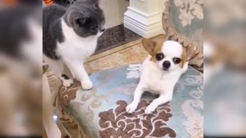 Cat and Dog funny vedio