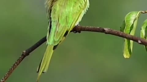 Do you like colourful NATURE, have a look at the BEE-EATER #foresttrails #beautifulbirds