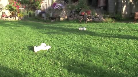 West Highland White terriers playing