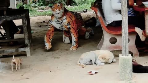 This dog woke up the Sumatran tiger (funny)