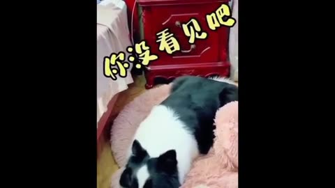 Funny animal like dog and cat video // cute and funniest video