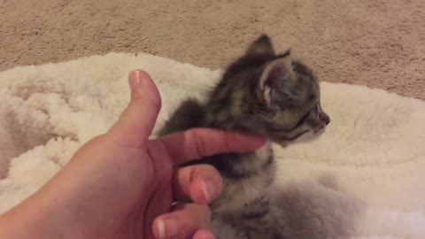 I chat with a 3 week old kitten