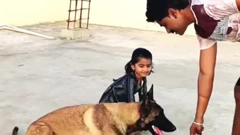 #Lucky The Belgian Malinois-fun video-#Malinois #funny dogs #playdogs #support #viral