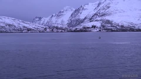 Spyhopping Orcas in Kaldfjord (1)