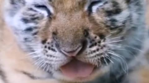 The tiger cub is really cute, like a very cute baby.