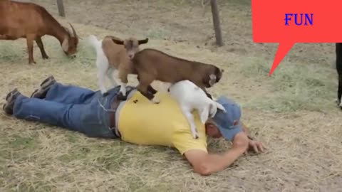 16 Fun Videos ‖ Fun with Animals ‖ Fun with Humans & Animals