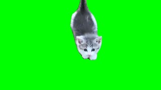 #Green #screen #kitten 1