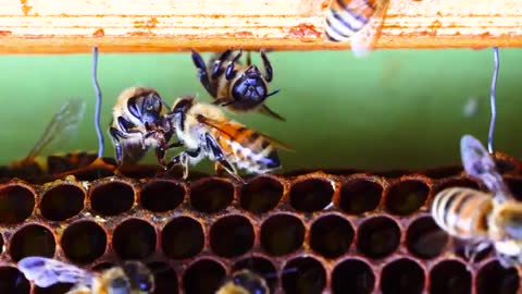 Bees Close Up - Bees Fighting or Dancing_Cut