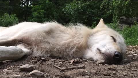 Wolf Howling in Her Sleep lovely