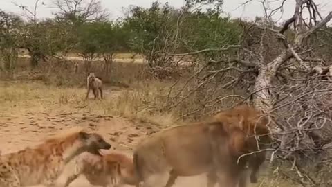 Hyena_vs_lion_saved_by_the_clan_Sabi_Sand_Reserve_South_Africa_#shorts(480p)